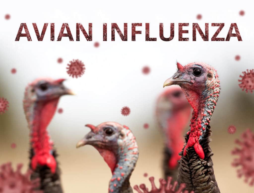 Avian Flu A Serious Threat To The Philippines Poultry Business