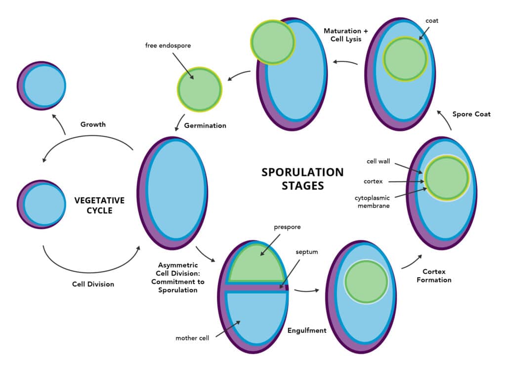 Spore forming Bacteria Can Be A Tough Hidden Menace In Food Processing 