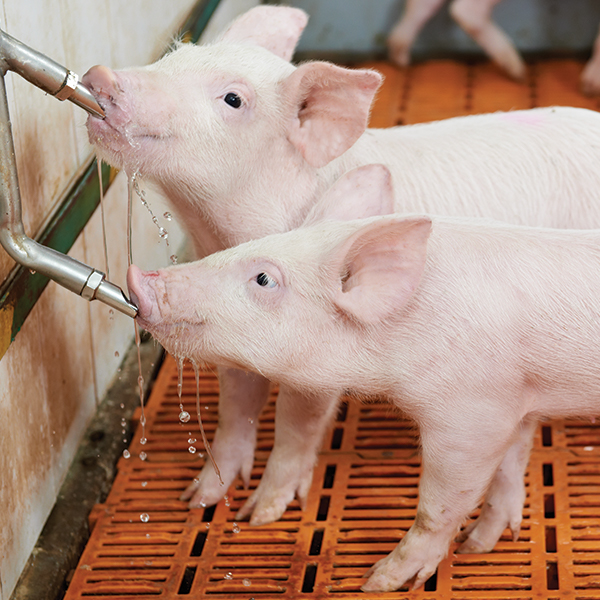 How clean is pig water? The answer isn’t so clear Sterilex®