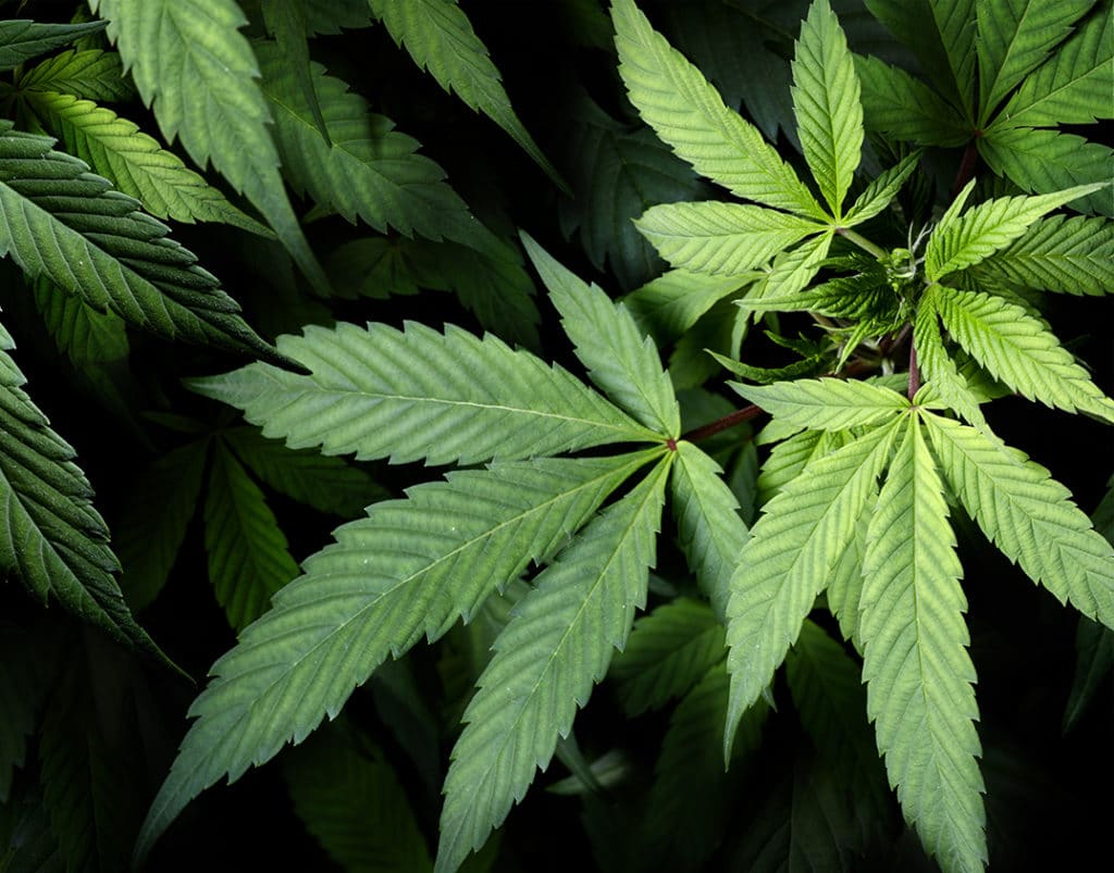 cannabis leaves on black background