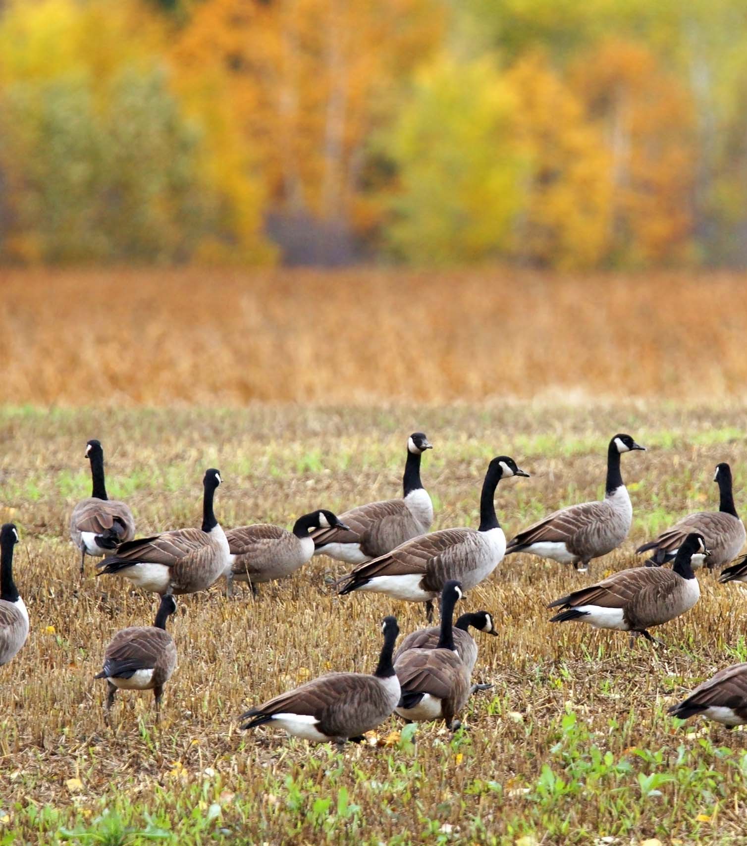 How Do Birds Get Avian Influenza